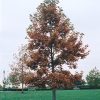 Swamp White Oak #7 - Image 2